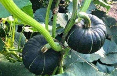 网红瓜太熟可以吃吗视频,口感与营养大揭秘  第1张